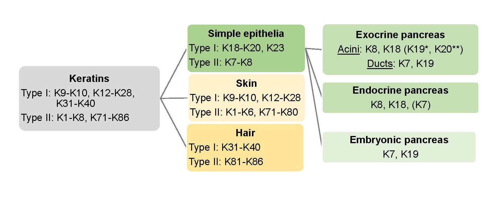 Intermediate Filament Keratins In The Exocrine Pancreas Pancreapedia