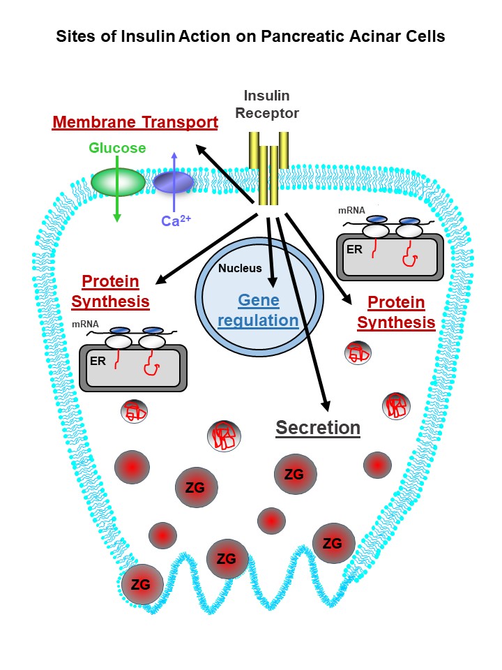 Regulation Of Pancreatic Exocrine Function By Islet Hormones Pancreapedia