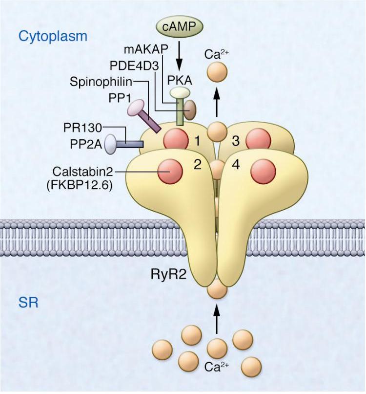 What Is The Signal That Dhp Receptor Sends To Ryr Discount | innoem.eng ...