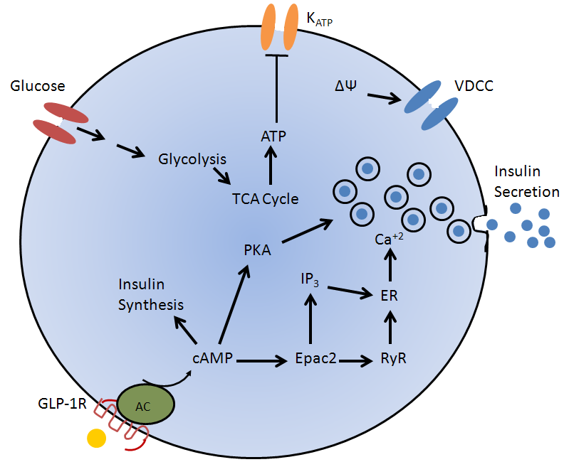 Glp 1 Version 10 Pancreapedia