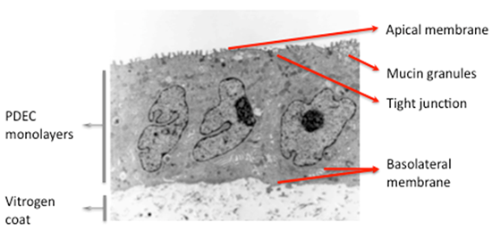 Monolayer cultures of dog pancreatic duct cells as a model for ...